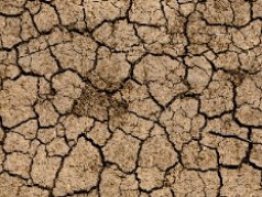 Land with dry and cracked ground